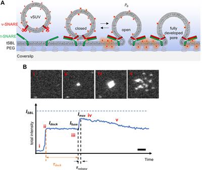 Optimal Detection of Fusion Pore Dynamics Using Polarized Total Internal Reflection Fluorescence Microscopy